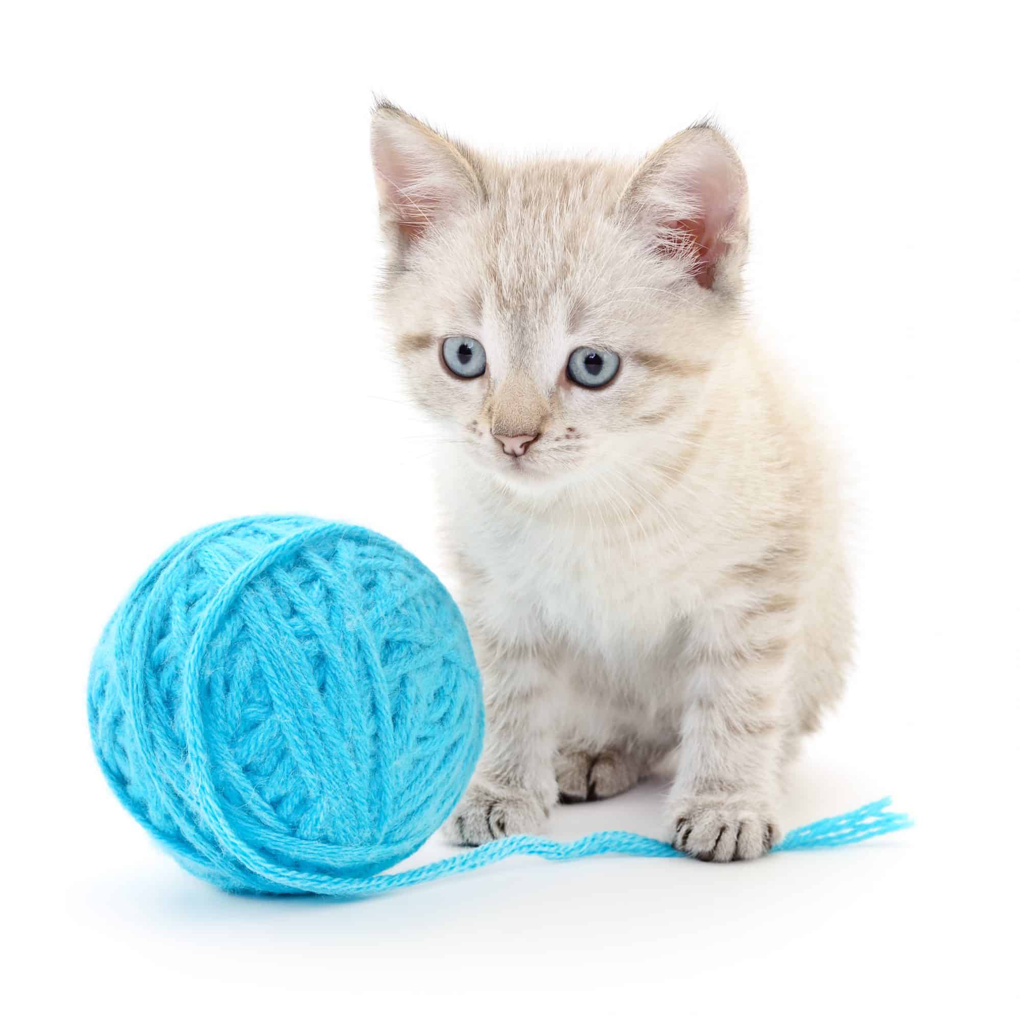 Cat playing with yarn.
