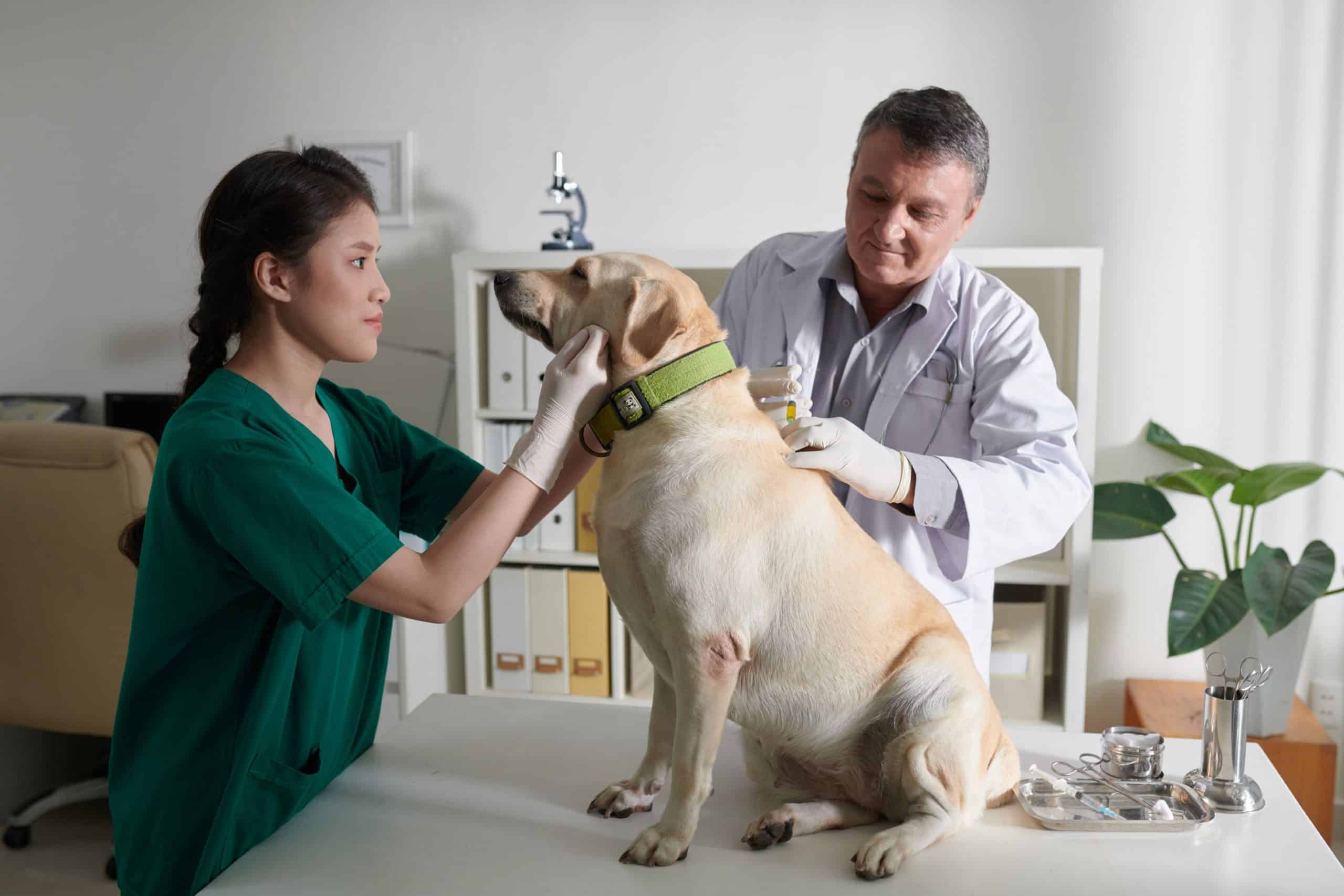 Overweight Dog On An Animal Weight Scale Stock Illustration - Download  Image Now - Dog, Dog Tag, Overweight - iStock