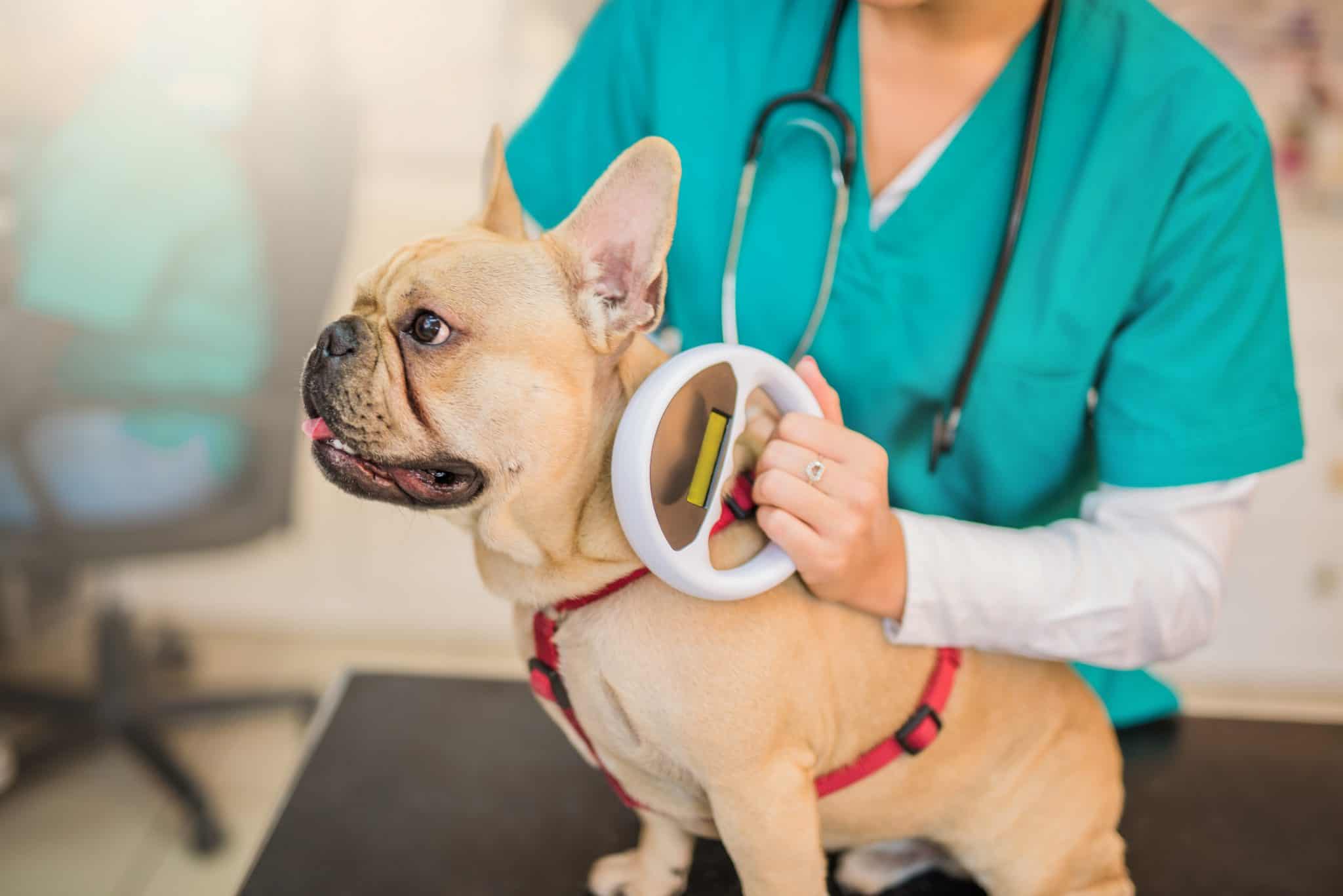 Microchip Month: Why Microchipping Your Pet Is So Important | Caring ...