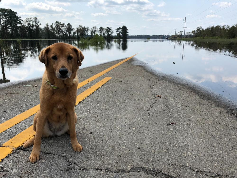 dog near flooded road.