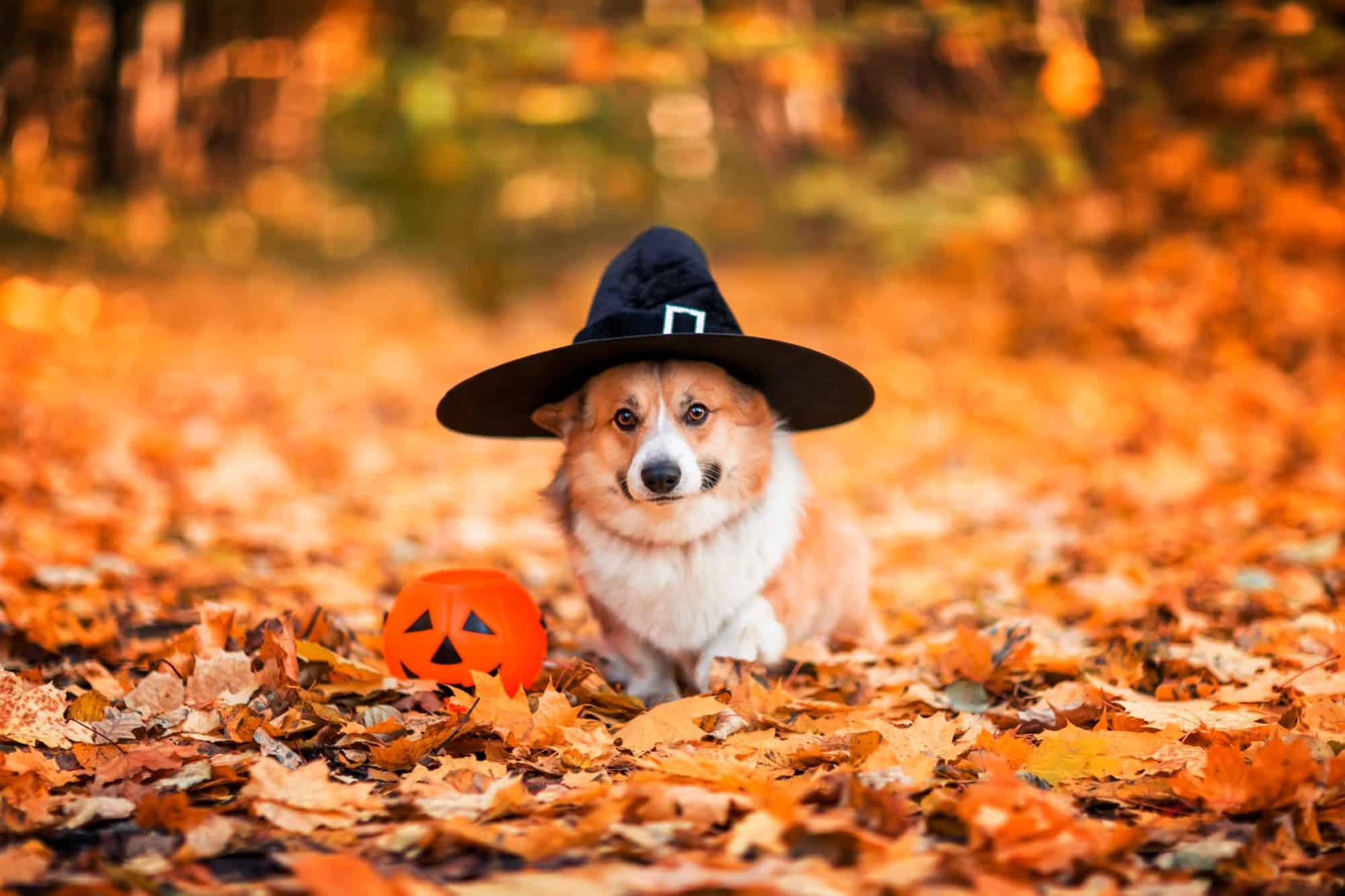 puppy dressed for halloween.