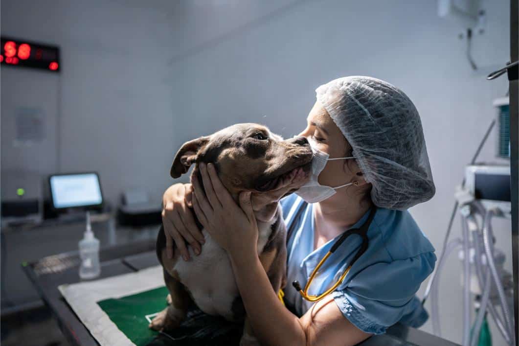 dog and vet in surgery room.