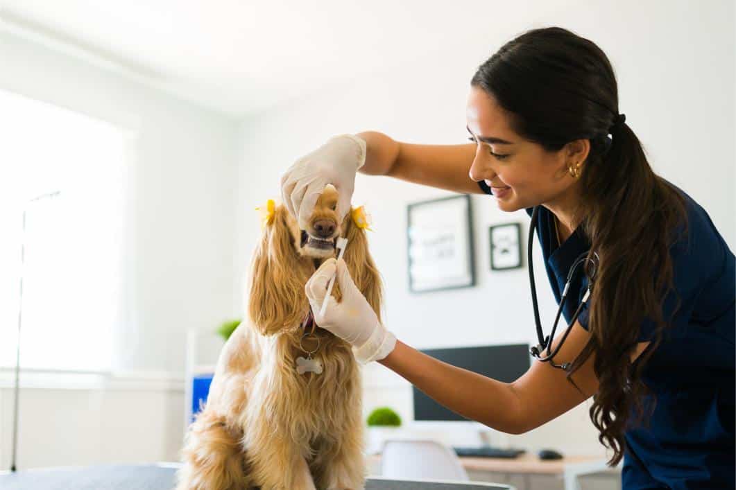 vet brushing dogs teeth.