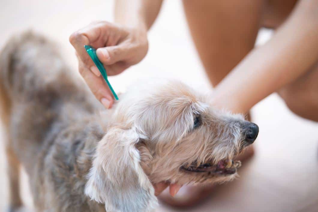 woman applying flea and tick prevention to dog