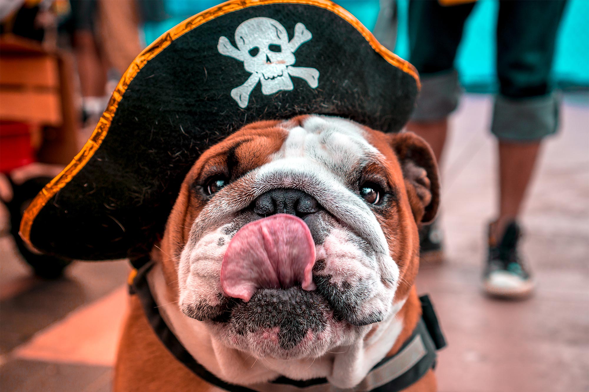 Bulldog with tounge out wearign a pirate hat